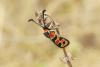 Zygaena fausta